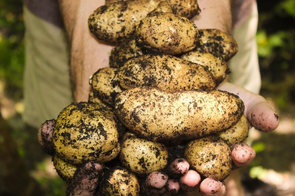 potatoes, natural, soil, nature, gardening, farming, garden, organic, harvest, harvesting, fresh, raw, produce, root vegetables, tuber