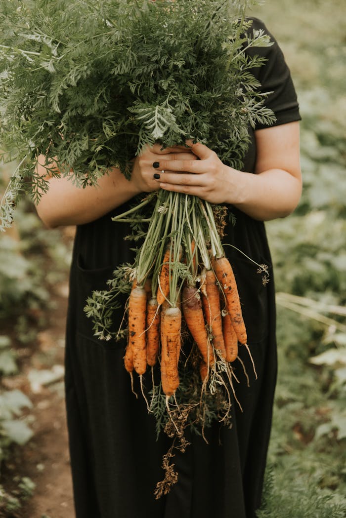 A woman holds a large bunch of freshly harvested carrots in a rural field.