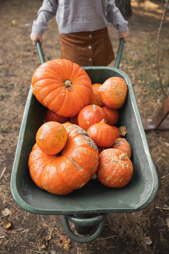 Close-up of vibrant pumpkins in a wheelbarrow during fall harvest.